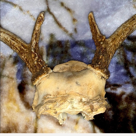 6-8 Point Deer Rack Great for Mounting in Man Cave - Picture 8 of 16